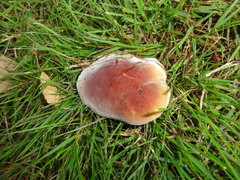 Hortiboletus bubalinus