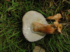 Hortiboletus bubalinus