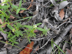 Spermacoce multicaulis