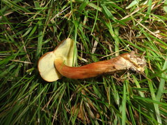 Hortiboletus bubalinus