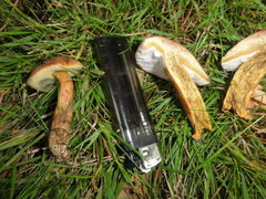 Hortiboletus bubalinus