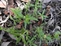 Spermacoce multicaulis