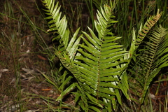 Telmatoblechnum indicum