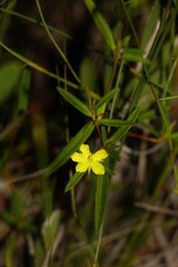 Hibbertia salicifolia