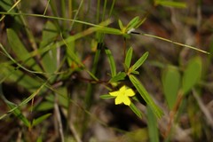 Hibbertia salicifolia