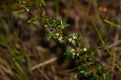 Pseudanthus orientalis