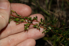 Pseudanthus orientalis