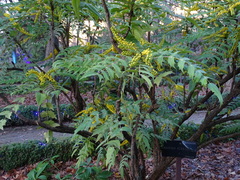 Berberis napaulensis