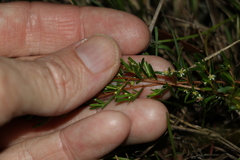 Pseudanthus orientalis