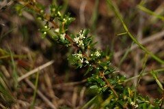 Pseudanthus orientalis