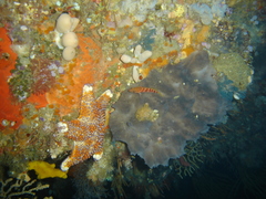 Stelletta conulosa