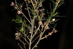 Melaleuca nodosa