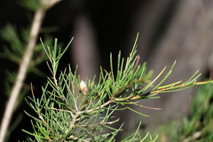 Melaleuca nodosa