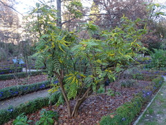 Berberis napaulensis