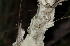 Melaleuca nodosa