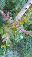 Weinmannia