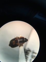 Nitidula flavomaculata