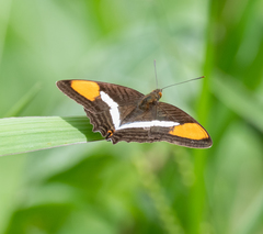 Adelpha syma