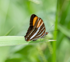 Adelpha syma