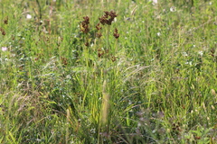 Agrostis hyemalis