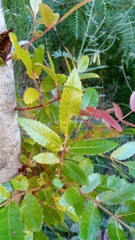 Weinmannia