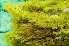 Cystophora subfarcinata