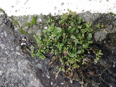 Polycarpon tetraphyllum tetraphyllum