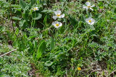 Ranunculus amplexicaulis