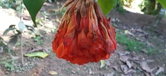 Brownea macrophylla