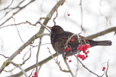 Turdus merula