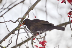 Turdus merula
