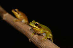 Boana prasina