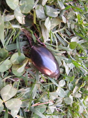 Megadytes