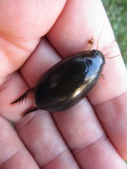 Megadytes