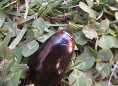 Megadytes