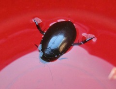 Megadytes