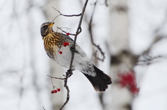 Turdus pilaris