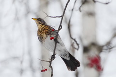 Turdus pilaris
