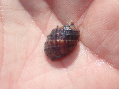 Plicopurpura patula