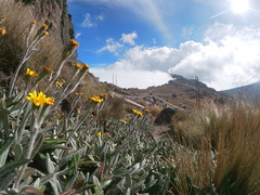 Robinsonecio gerberifolius