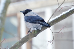 Corvus cornix