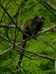 Callithrix penicillata