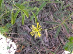 Neptunia gracilis