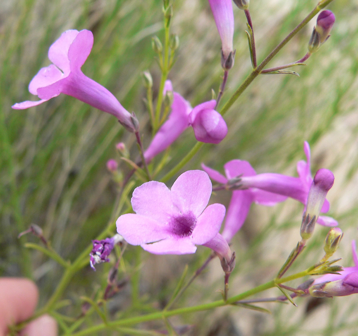 Penstemon ambiguus var. laevissimus