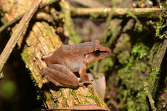 Haddadus binotatus