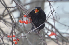 Turdus merula