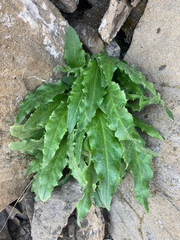 Saussurea nuda