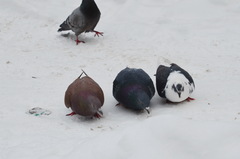 Columba livia domestica