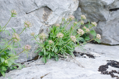 Valeriana apula