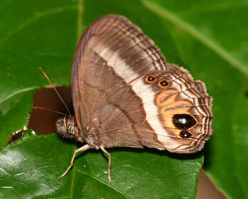 Magneuptychia moderata